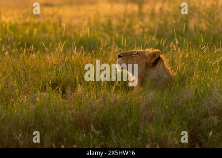 Africa, Tanzania. Un giovane leone annusa l'aria nell'erba lunga alla luce del mattino presto. Foto Stock