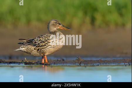 Una femmina adulta del Northern Shoveler (Spatula clypeata) cammina con esposizione completa del corpo sulla riva al sole al mattino Foto Stock