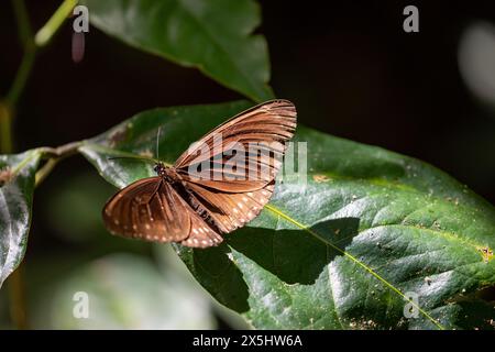 Farfalla corvo a doppio marchio nella giungla di con Dao Foto Stock