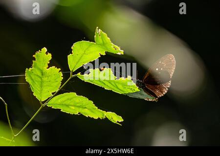 Farfalla corvo a doppio marchio nella giungla di con Dao Foto Stock