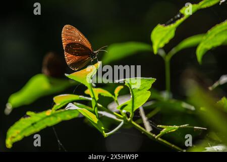 Farfalla corvo a doppio marchio nella giungla di con Dao Foto Stock