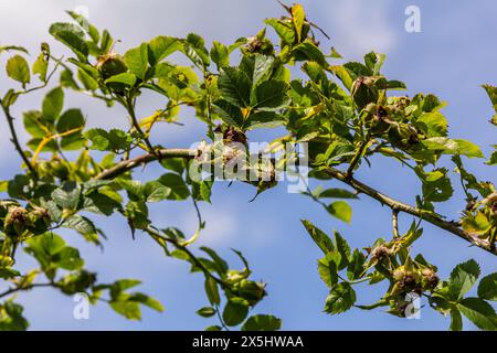 Rosa rossa fianchi di cane rosa. Rosa canina, comunemente noto come il cane rosa. Foto Stock