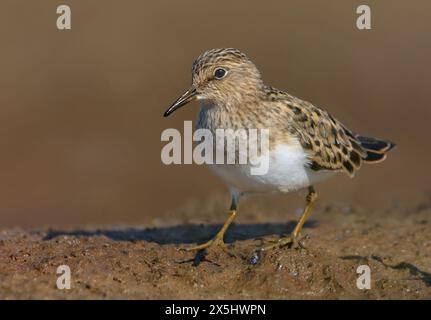 La stint di Temminck adulto (Calidris temminckii) cammina coraggiosamente sulla riva fangosa nel piumaggio di riproduzione primaverile Foto Stock