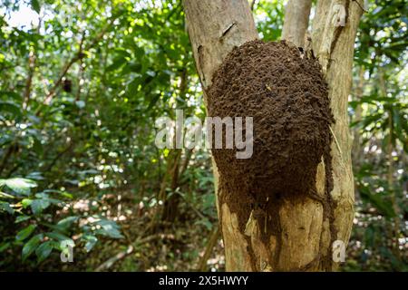 Nido di formiche e termiti in un albero Foto Stock