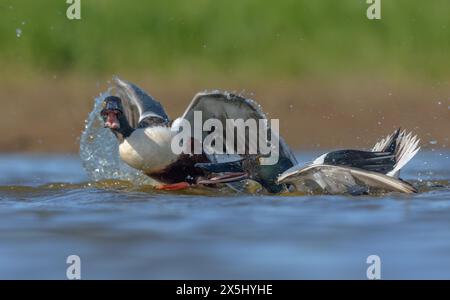 Combattendo due maschi Northern Shovelers (Spatula clypeata) in una rapida e feroce inseguimento sullo stagno d'acqua nella stagione riproduttiva primaverile Foto Stock