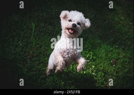 Piccolo cane che cammina nell'erba e che ha momenti felici con il suo proprietario, che cammina con il cane, Foto Stock