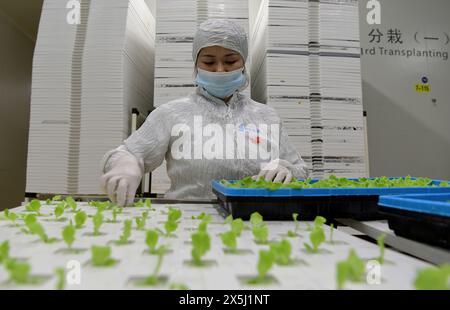 (240510) -- QUANZHOU, 10 maggio 2024 (Xinhua) -- Un membro del personale trapianta piantine di lattuga presso lo stabilimento di Sananbio nella contea di Anxi, nella provincia del Fujian della Cina sudorientale, 8 maggio 2024. Sananbio, una joint venture tra l'Institute of Botany sotto l'Accademia cinese delle scienze e Sanan Group, un gigante dell'optoelettronica cinese, ha sviluppato un sistema di coltivazione intelligente delle piante che integra i risultati di ricerca e sviluppo con la tecnologia di illuminazione a LED e lo ha applicato a una fabbrica di impianti automatizzati di nuova generazione. Lo stabilimento può raggiungere una produzione industriale giornaliera da 1,5 a. Foto Stock