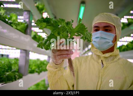 (240510) -- QUANZHOU, 10 maggio 2024 (Xinhua) -- Un membro del personale espone una piantagione di lattuga presso lo stabilimento di Sananbio nella contea di Anxi, nella provincia del Fujian, nella Cina sudorientale, 8 maggio 2024. Sananbio, una joint venture tra l'Institute of Botany sotto l'Accademia cinese delle scienze e Sanan Group, un gigante dell'optoelettronica cinese, ha sviluppato un sistema di coltivazione intelligente delle piante che integra i risultati di ricerca e sviluppo con la tecnologia di illuminazione a LED e lo ha applicato a una fabbrica di impianti automatizzati di nuova generazione. Lo stabilimento può raggiungere una produzione industriale giornaliera di 1,5 tonnellate Foto Stock