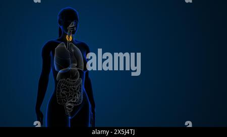 Anatomia della ghiandola tiroidea evidenziata dalla femmina Foto Stock