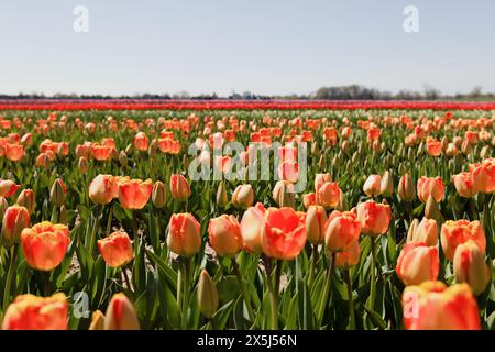 Tulipani rossi e arancioni in piena fioritura sotto il cielo limpido. Foto Stock