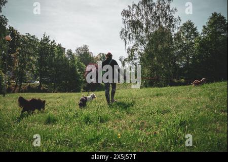 Piccolo cane che cammina nell'erba e che ha momenti felici con il suo proprietario, che cammina con il cane, Foto Stock