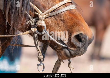 Asia, Mongolia, provincia di Bayan-Oglii. Altai Eagle Festival, dettaglio della briglia e un po' su un cavallo kazako. Foto Stock