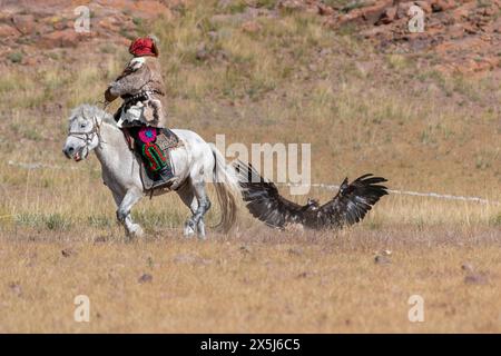 Asia, Mongolia, provincia di Bayan-Olgii, tribù kazaka. Un'aquila cattura una pelliccia di volpe trascinata dal suo gestore a cavallo. (Solo per uso editoriale) Foto Stock