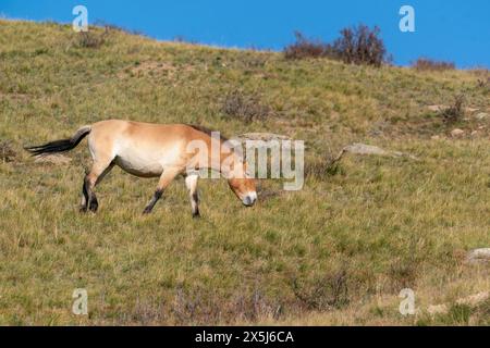 Asia, Mongolia, Parco Nazionale Hustai. Il cavallo di Przewalski pascola nel parco nazionale. Foto Stock