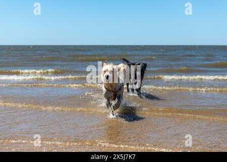 Due cani corrono nell'oceano e si godono l'acqua Foto Stock