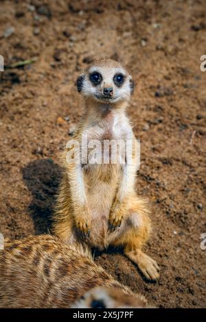 Un gruppo di Meerkat, mammiferi, animali Foto Stock