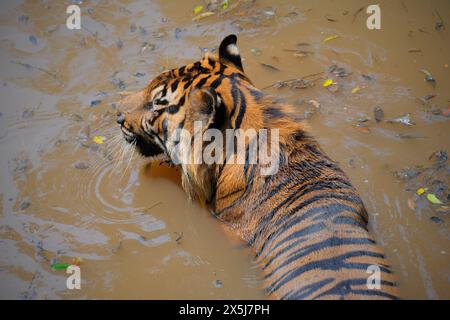 Sumatra Tiger in acqua Foto Stock