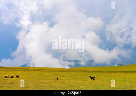 Splendida natura del Kazakistan sull'altopiano di Assy. Yurta bianca con animali al pascolo nelle vicinanze sotto le nuvole di pioggia Foto Stock