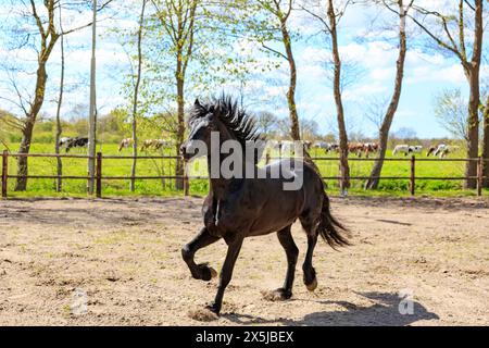 Paesi Bassi, Frisia cavalli arabi addestrati nella zona. Foto Stock