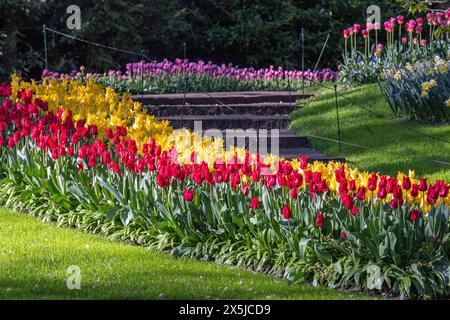 Paesi Bassi, Olanda meridionale, Lisse. Tulipani gialli e rossi ai giardini Keukenhof. (Solo per uso editoriale) Foto Stock