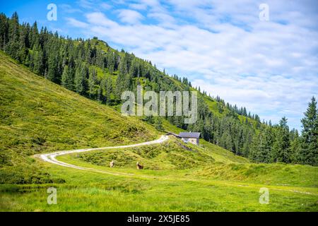 Strada tortuosa attraverso lussureggianti colline verdi sotto un cielo azzurro con nuvole distese, circondata da fitte foreste in una regione alpina. Austria Foto Stock