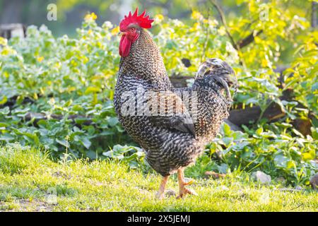 polli liberi gallo purosangue grigio alla luce del mattino Foto Stock