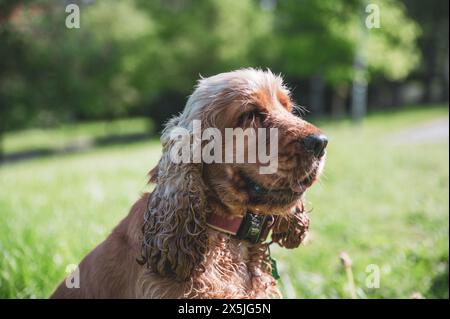 Cocker Spaniel inglese che cammina in erba e che ha momenti felici con il suo proprietario, che cammina con il cane, Foto Stock