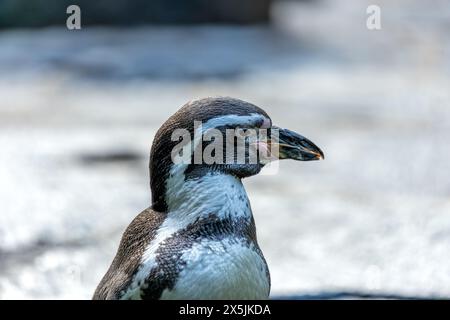 Adorabile pinguino con corpo bianco e nero, becco arancione e spirito giocoso. Prospera sul pesce nelle fresche acque al largo del Perù e del Cile. Foto Stock