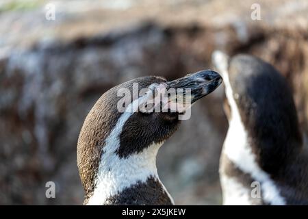 Adorabile pinguino con corpo bianco e nero, becco arancione e spirito giocoso. Prospera sul pesce nelle fresche acque al largo del Perù e del Cile. Foto Stock