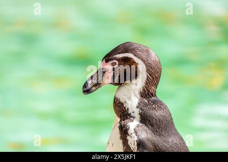 Adorabile pinguino con corpo bianco e nero, becco arancione e spirito giocoso. Prospera sul pesce nelle fresche acque al largo del Perù e del Cile. Foto Stock