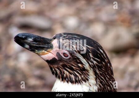 Adorabile pinguino con corpo bianco e nero, becco arancione e spirito giocoso. Prospera sul pesce nelle fresche acque al largo del Perù e del Cile. Foto Stock