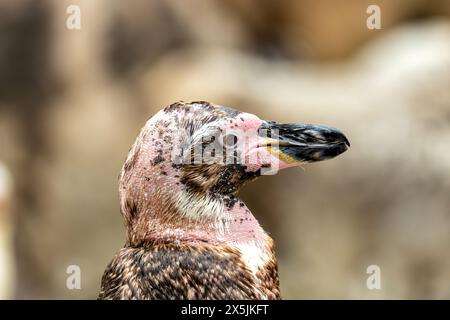 Adorabile pinguino con corpo bianco e nero, becco arancione e spirito giocoso. Prospera sul pesce nelle fresche acque al largo del Perù e del Cile. Foto Stock