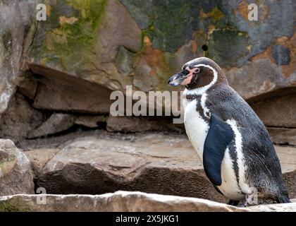 Adorabile pinguino con corpo bianco e nero, becco arancione e spirito giocoso. Prospera sul pesce nelle fresche acque al largo del Perù e del Cile. Foto Stock