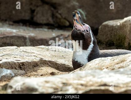 Adorabile pinguino con corpo bianco e nero, becco arancione e spirito giocoso. Prospera sul pesce nelle fresche acque al largo del Perù e del Cile. Foto Stock