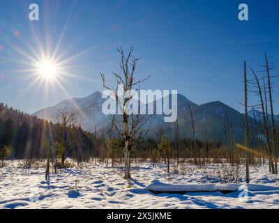 Vista verso il monte Daniel. Alberi morti a causa dei processi alluvionali. La piana alluvionale di ghiaia protetta Friedergries nelle Alpi Ammergau (Ammergau Alpen) nelle Alpi calcaree settentrionali dell'alta Baviera, Germania. Foto Stock