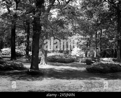 Isabella Plantation, Richmond Park, Greater London Foto Stock