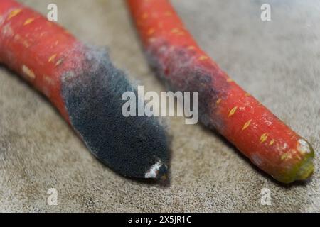 Muffa sulle carote rovinate. Stoccaggio improprio delle verdure. Foto Stock