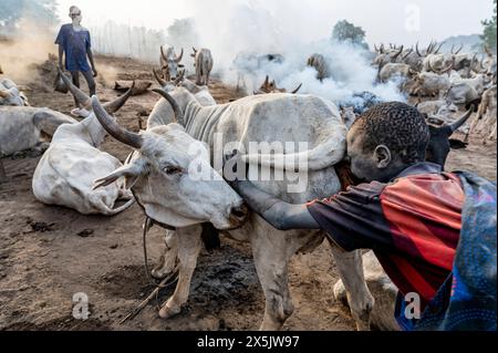 Ragazzo che fa saltare in aria il fondo di una mucca per aumentare la produzione di latte, tribù Mundari, Sud Sudan, Africa Copyright: MichaelxRunkel 1184-11081 Edit Foto Stock