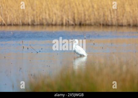 Little Egret alla ricerca di un laghetto per pesci, Middlesbrough, Inghilterra, Regno Unito. Foto Stock