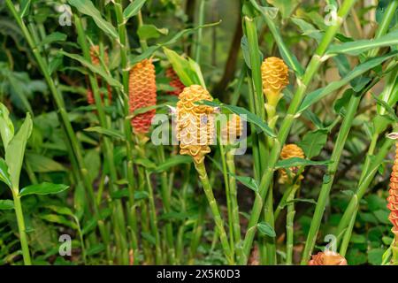 San Gallo, Svizzera, 28 novembre 2023 pianta Zingiber Spectabile presso l'orto botanico Foto Stock