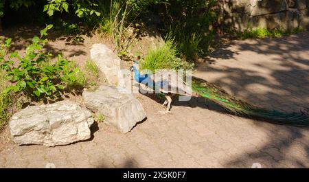 peacock cammina attraverso il parco, cammina nel giardino zoologico di Francoforte, fondato nel 1858 e il secondo zoo più antico della Germania Foto Stock