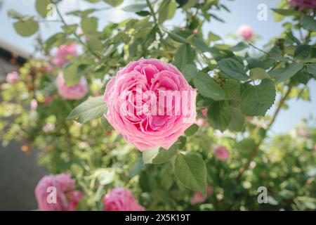 Campo di rose Damascena in soleggiata giornata estiva . Raccolta di petali di rosa per la produzione di profumi di olio di rosa. Villaggio Guneykent nella regione di Isparta, Turchia, un vero paradiso per l'ecoturismo. Foto Stock