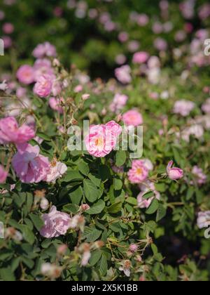 Campo di rose Damascena in soleggiata giornata estiva . Raccolta di petali di rosa per la produzione di profumi di olio di rosa. Villaggio Guneykent nella regione di Isparta, Turchia, un vero paradiso per l'ecoturismo. Foto Stock