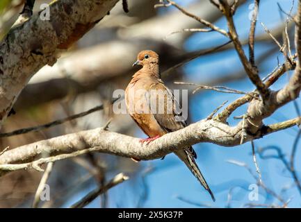 Lutto dove Zenaida macroura, un membro della famiglia delle colombe, Columbidae, prende il nome dal suo richiamo lutto, Bermuda, Nord Atlantico, Nord America Copyrigh Foto Stock