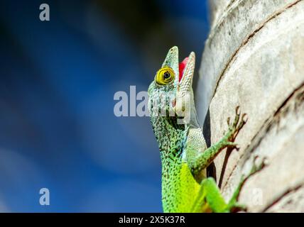 Antiguan Anole Lizard Anolis Leachii, Bermuda, Nord Atlantico, Nord America Copyright: BarryxDavis 1358-363 Foto Stock