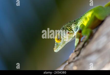 Antiguan Anole Lizard Anolis Leachii, Bermuda, Nord Atlantico, Nord America Copyright: BarryxDavis 1358-360 Foto Stock