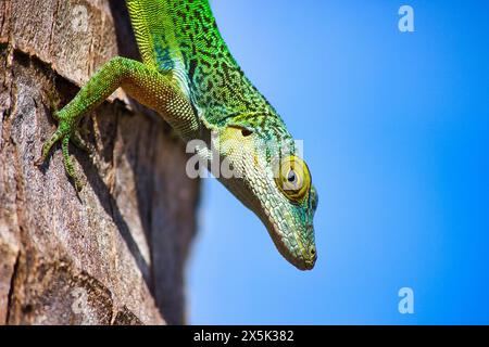 Antiguan Anole Lizard Anolis Leachii, Bermuda, Nord Atlantico, Nord America Copyright: BarryxDavis 1358-359 Foto Stock