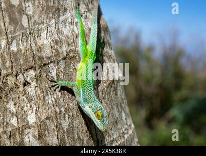 Antiguan Anole Lizard Anolis Leachii, Bermuda, Nord Atlantico, Nord America Copyright: BarryxDavis 1358-358 Foto Stock