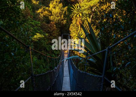 Ponte sospeso attraverso una calda foresta tropicale illuminata, il bioma della foresta pluviale del Monte Taranaki, Isola del Nord, nuova Zelanda, Pacifico Copyright: CA Foto Stock