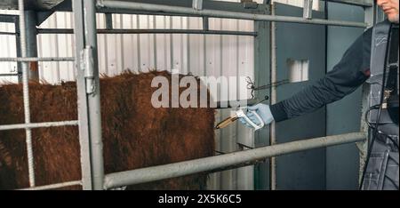 Un veterinario è visto fornire un'iniezione necessaria per il bestiame da latte, sottolineando le pratiche sanitarie essenziali che sostengono la produttività e la salute Foto Stock